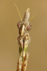 Frontal shot of the alien looking head of a  French conehead praying mantis , Empusa pennata in Gard, France