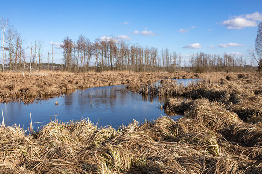 Swamps overgrown with reeds, Colorful spring in Poland. Deforested area after storm, close to Gniezno, Poland.