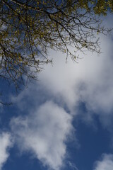 autumn landscape with tree branches against a blue sky background