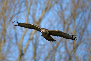 flying Common Buzzard (Buteo buteo) // fliegender Mäusebussard (Buteo buteo)