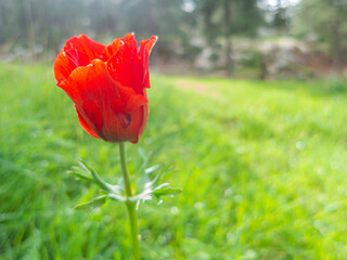 Obraz premium Red flower against the background of the green grass