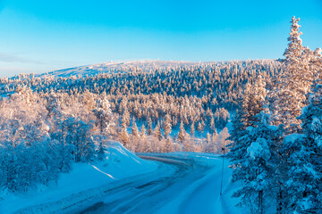 Winter forest in Finland