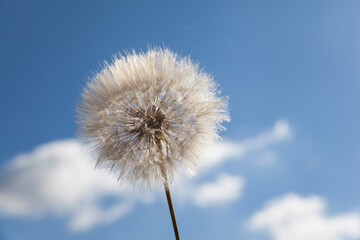 White dandelion against the blue sky
