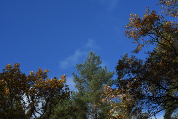 tree branches with autumn leaves against a blue sky