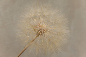 white dandelion close-up