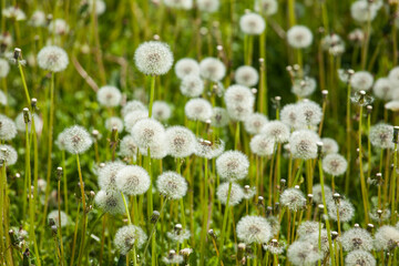 White dandelions in high grass