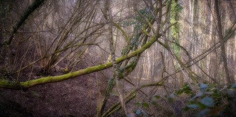 North Nederlands forest. Rainy day.