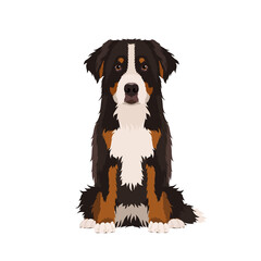 Vector portrait of sitting Bernese mountain dog isolated on white background