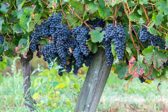 Plusieurs grappes de raisins dans une vigne en gironde &agrave; l'approche des vendanges en septembre