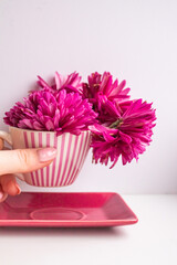 Bright buds of pink chrysanthemum in a vase in the form of a mug with a saucer 