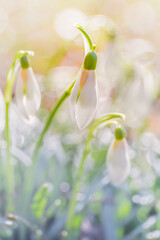 White Snowdrop or Galanthus flowers on the spring meadow in warm sunlight. Soft, lovely pastel colors, selective focus. Abstract nature background concept