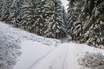 winter forest landscape - 418575763