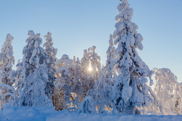 winter panorama of mountain forest with snow covered fir trees. Colorful outdoor scene, Happy New Year celebration concept. Beauty of nature concept background