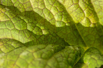 green macro mustard leaf texture