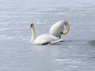 Two swans rest on ice on a bright, cold day in early spring.