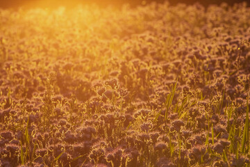 wheat field at sunset