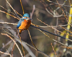 Eisvogel am Lahnufer unterhalb des hohen Felsendoms zu Limburg an der Lahn.