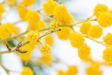 Fresh mimosa flower branches close up. Spring floral abstract background. Selective focus