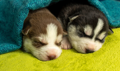 Two siberian husky puppy dogs sleeping on light green material plaid and covered blue material scarf.