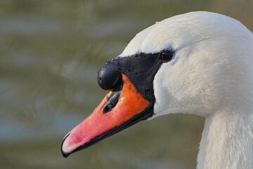 Gesichtsfoto eines Höckerschwans mit Wassertropfen am Lahnufer in Limburg an der Lahn