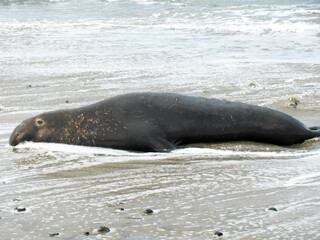 Obraz premium Adult Elephant Seal Laying in the Surf on the Beach