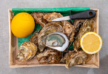 Eating of fresh big raw fine de claires vertes green french oysters from Marennes-Oleron