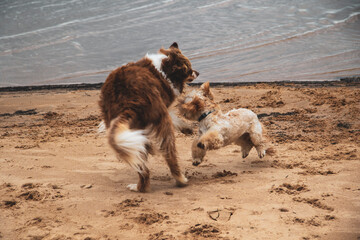 Brenda - Australian Shepherd