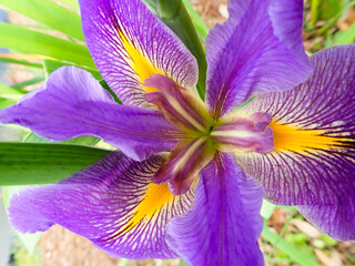 Purple and yellow lily