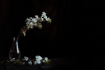 Spring background with a branch of cherry blossoms, sakura in glass vase on a black background. The beauty of spring nature.