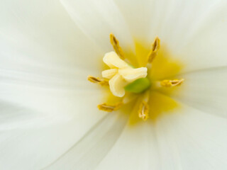 close up of white tulip and yellow center