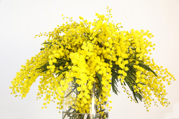 women's day, Mimosa flowers
