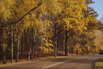 road in autumn