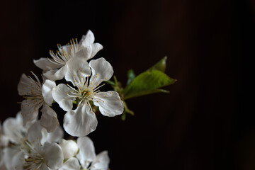 Spring background with a branch of cherry blossoms, sakura on a black background. The beauty of spring nature.