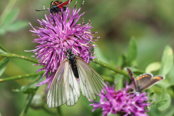 Aporia crataegi, the black-veined white, is a large butterfly of the family Pieridae