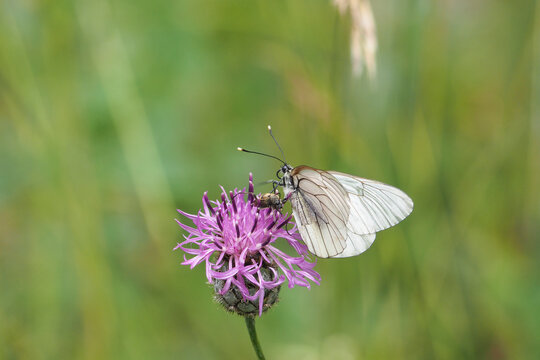 Aporia crataegi, the black-veined white, is a large butterfly of the family Pieridae