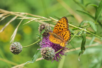 An indefinite butterfly from the genus fritillary (Argynnis)