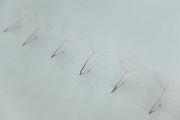Flying parachutes from dandelion