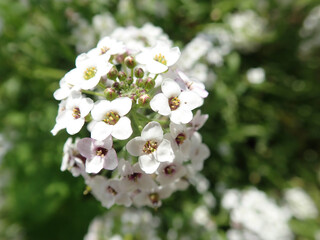 White flower in the sunshine