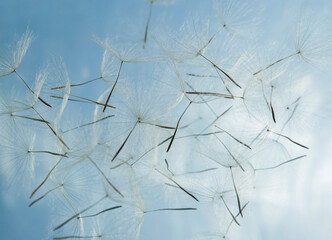 Flying parachutes from dandelion