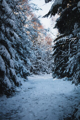 snowy trees in winter shot in Germany
