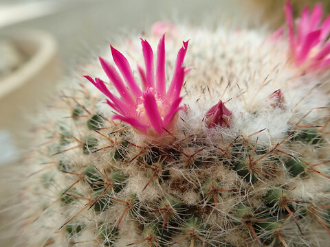 Purple Cactus Flowers