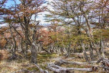 Sceneries in a lenga (beech) forest, Patagonia National Park, Aysen, Patagonia, Chile 