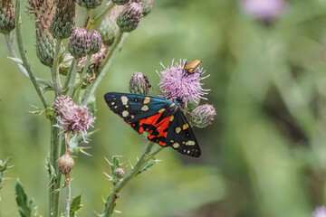 The scarlet tiger moth (Callimorpha dominula, formerly Panaxia dominula) is a colorful moth belonging to the tiger moth subfamily, Arctiinae.