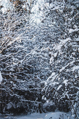 snowy boughs in forest in winter shot in Germany