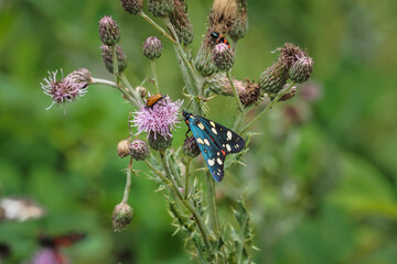 The scarlet tiger moth (Callimorpha dominula, formerly Panaxia dominula) is a colorful moth belonging to the tiger moth subfamily, Arctiinae.
