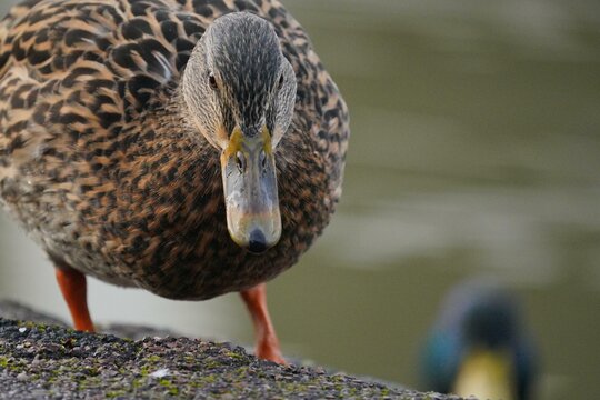 Stockente am Lahnufer in Limburg an der Lahn
