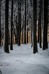 Obraz premium snowy trees in orange sunset light shot in Germany