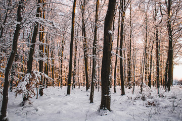 Fototapeta na wymiar snowy trees in orange sunset light shot in Germany