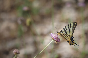 The scarce swallowtail (Iphiclides podalirius) is a butterfly belonging to the family Papilionidae.