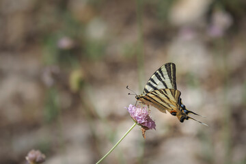 The scarce swallowtail (Iphiclides podalirius) is a butterfly belonging to the family Papilionidae.